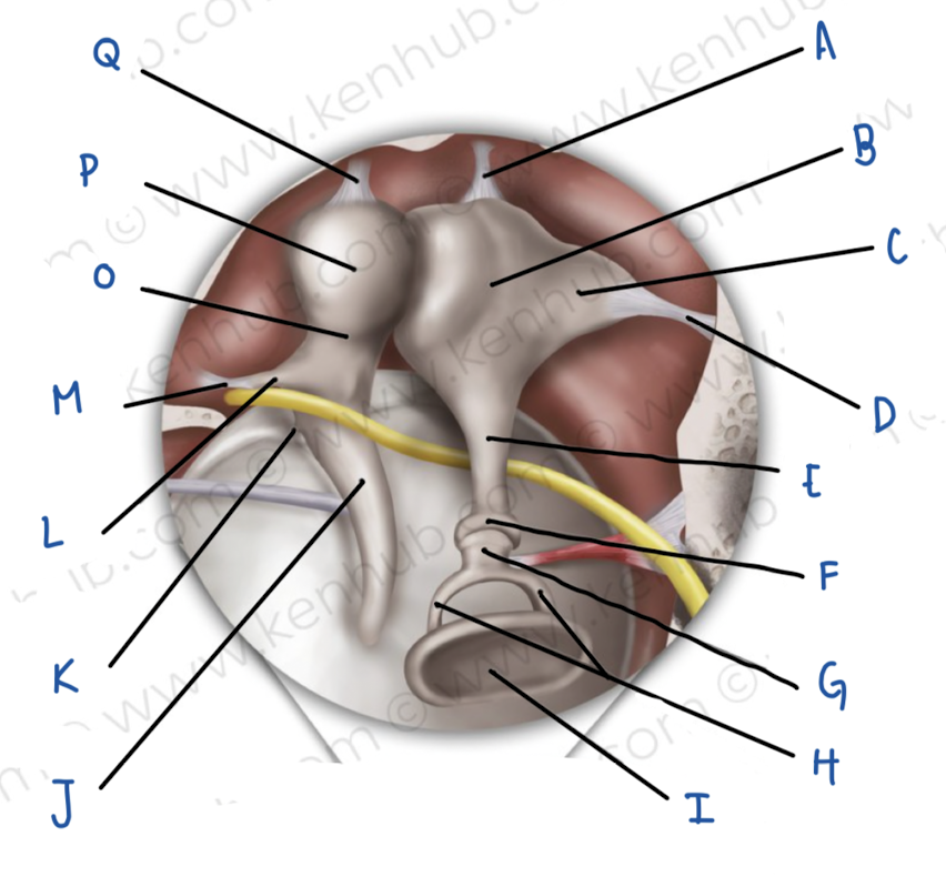 <p>Name the middle ear structure labeled P</p>