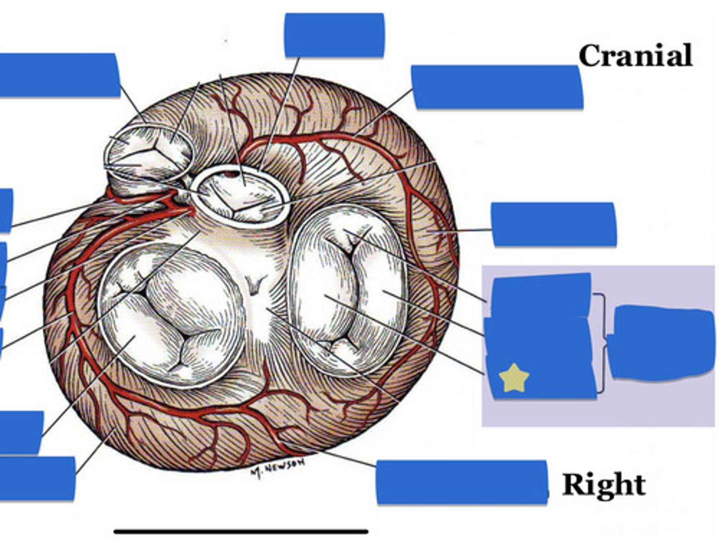 knowt flashcard image