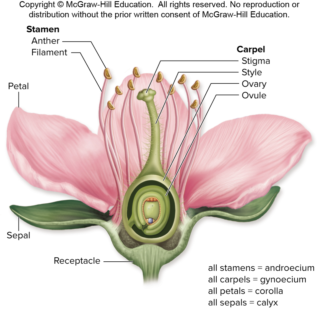 <ul><li><p>Flower Structure</p></li><li><p>Megasporangium</p><ul><li><p>Megaspore mother cell</p></li><li><p>Produces the ovum and the polar bodies</p></li></ul></li><li><p>Microsporangium</p><ul><li><p>Microspore mother cell</p></li><li><p>Produces the pollen</p><p></p></li></ul></li></ul><p></p>