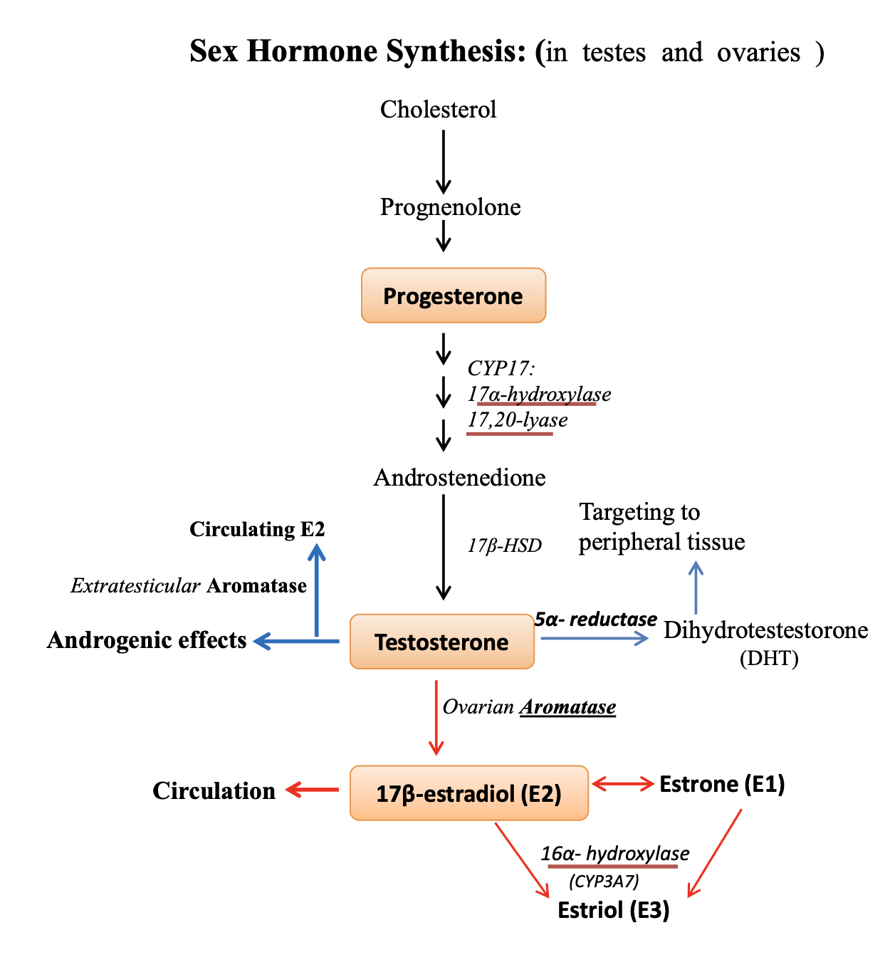 <p>cholesterol → progesterone → testosterone → estrogen (E2) → estriol (E3)</p><ul><li><p>17⍺-hydroxylase and 17,20-lyase → progesterone to testosterone</p></li><li><p>5⍺-reductase → testosterone to potent dihydrotestosterone (DHT)</p><ul><li><p>deficiency alters development of targeting organs</p></li></ul></li><li><p>aromatase → testosterone to estrogen (E2)</p><ul><li><p>located in gonads and peripheral tissues</p></li><li><p>in males, E2 functions in spermatogenesis in testes</p></li><li><p>in females, E2 circulation released from ovaries</p></li><li><p>estrogen promotes survival of osteoblasts and inhibits osteoclasts, where deficiency causes osteoporosis</p></li></ul></li><li><p>16⍺-hydroxylase → E2 to E3</p><ul><li><p>major product in placenta</p></li></ul></li></ul><p></p>