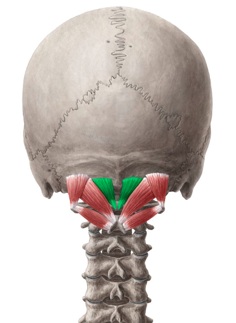 <p>Rectus capitis posterior minor insertion</p>