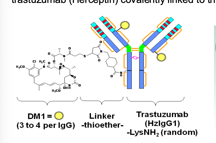 <ol><li><p>Trastuzumab Emtansine is an antibody-drug conjugate consisting of the <strong><em><mark data-color="yellow" style="background-color: yellow; color: inherit"><u>humanized monoclonal antibody trastuzumab (HERCEPTIN)</u></mark></em></strong></p></li><li><p>COVALENTLY LINKED to the <strong><em><mark data-color="green" style="background-color: green; color: inherit"><u>cytotoxic agent maytansine (DM1)</u></mark></em></strong></p></li></ol><p></p>