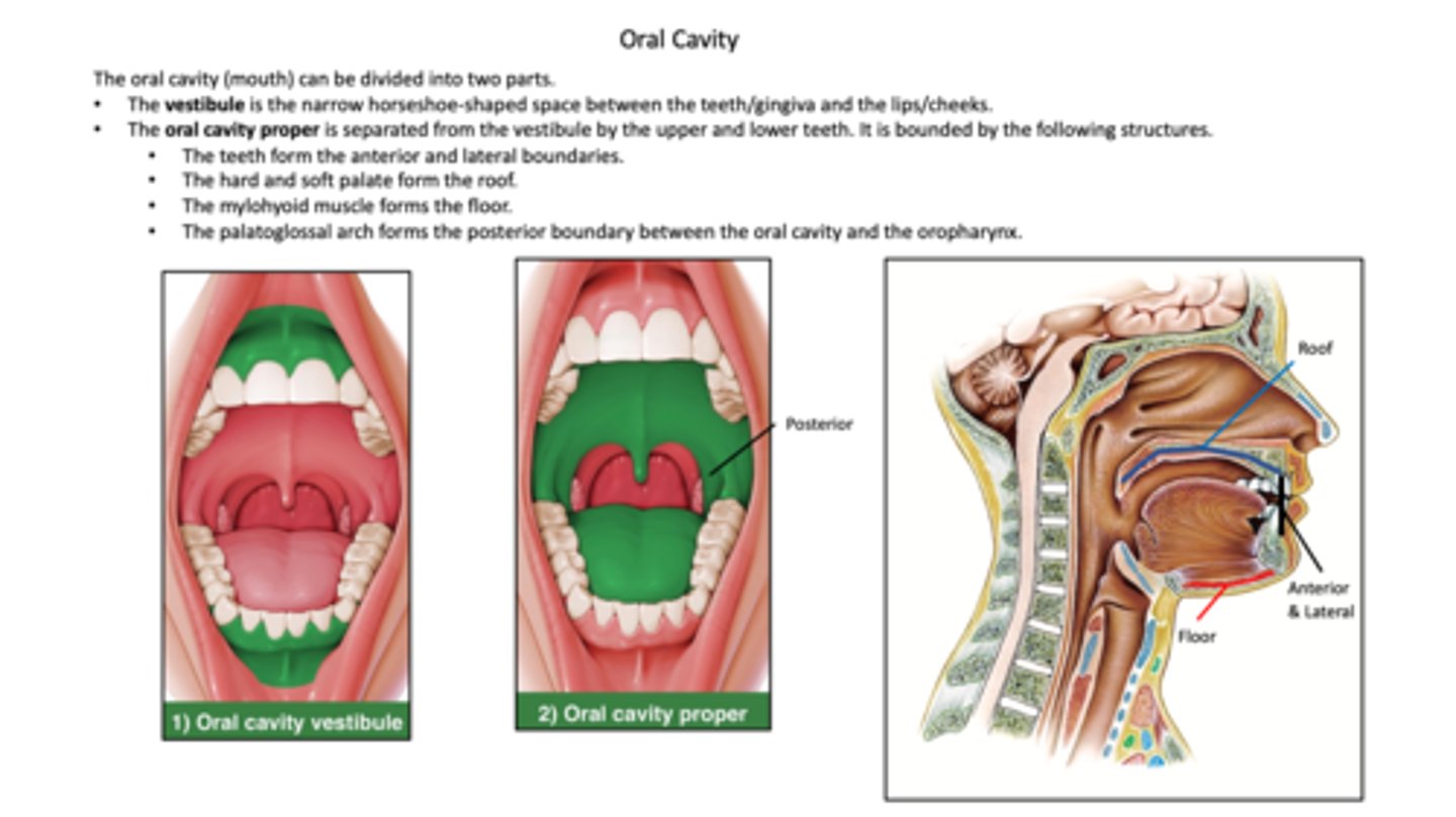 <p>vestibule and oral cavity proper</p>