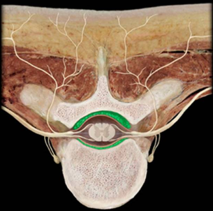 <p>what structure is highlighted?</p>