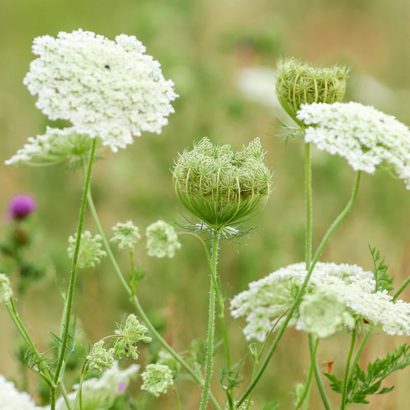 <p>Wild carrot - <em>Daucus carota</em></p>