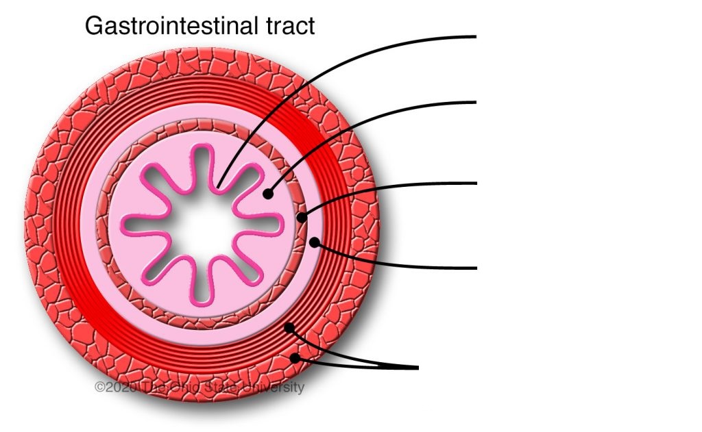 <p><span>Histological organization of the Digestive System:</span></p>