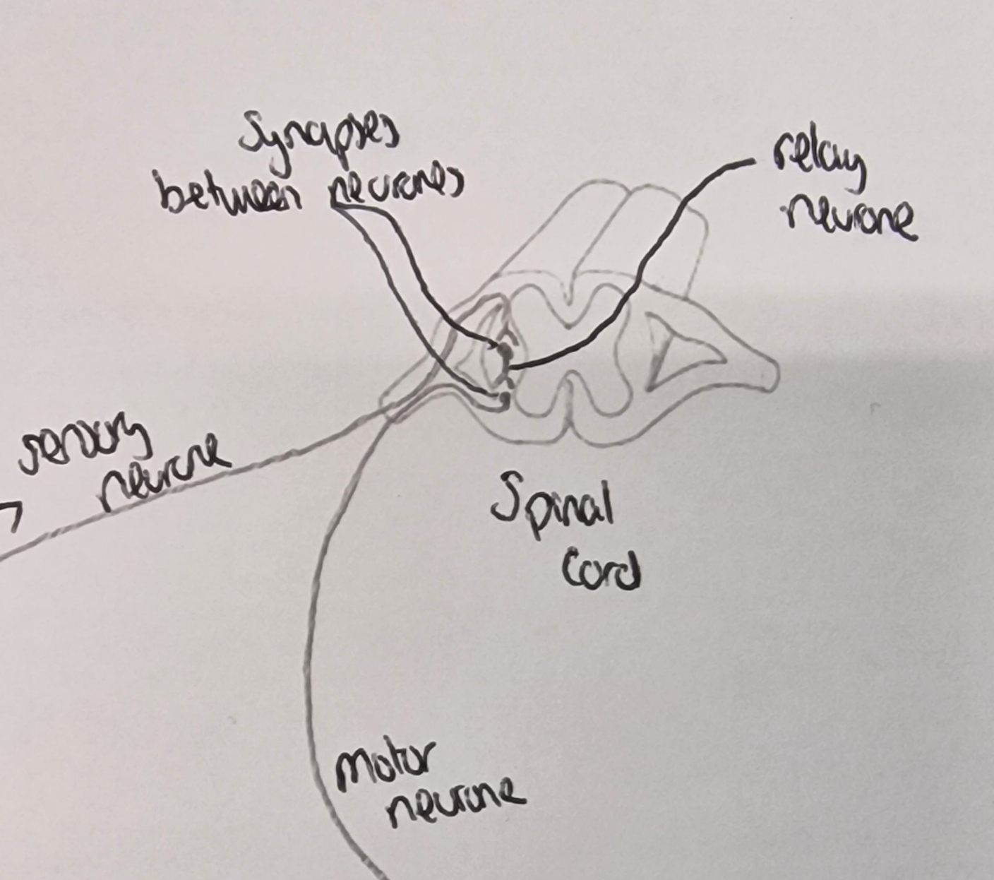 <p>synapse and relay neurone be between the sensory neurone and motor neurone </p>