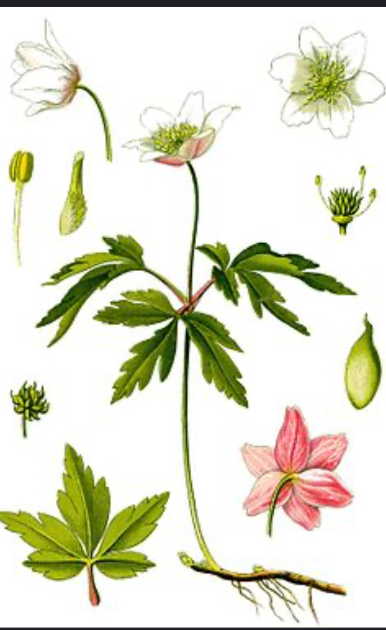 <p>Sasanka hajní</p>