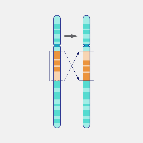 <p>A chromosomal mutation where a section of broken chromosomes is inserted back but inverted.</p>