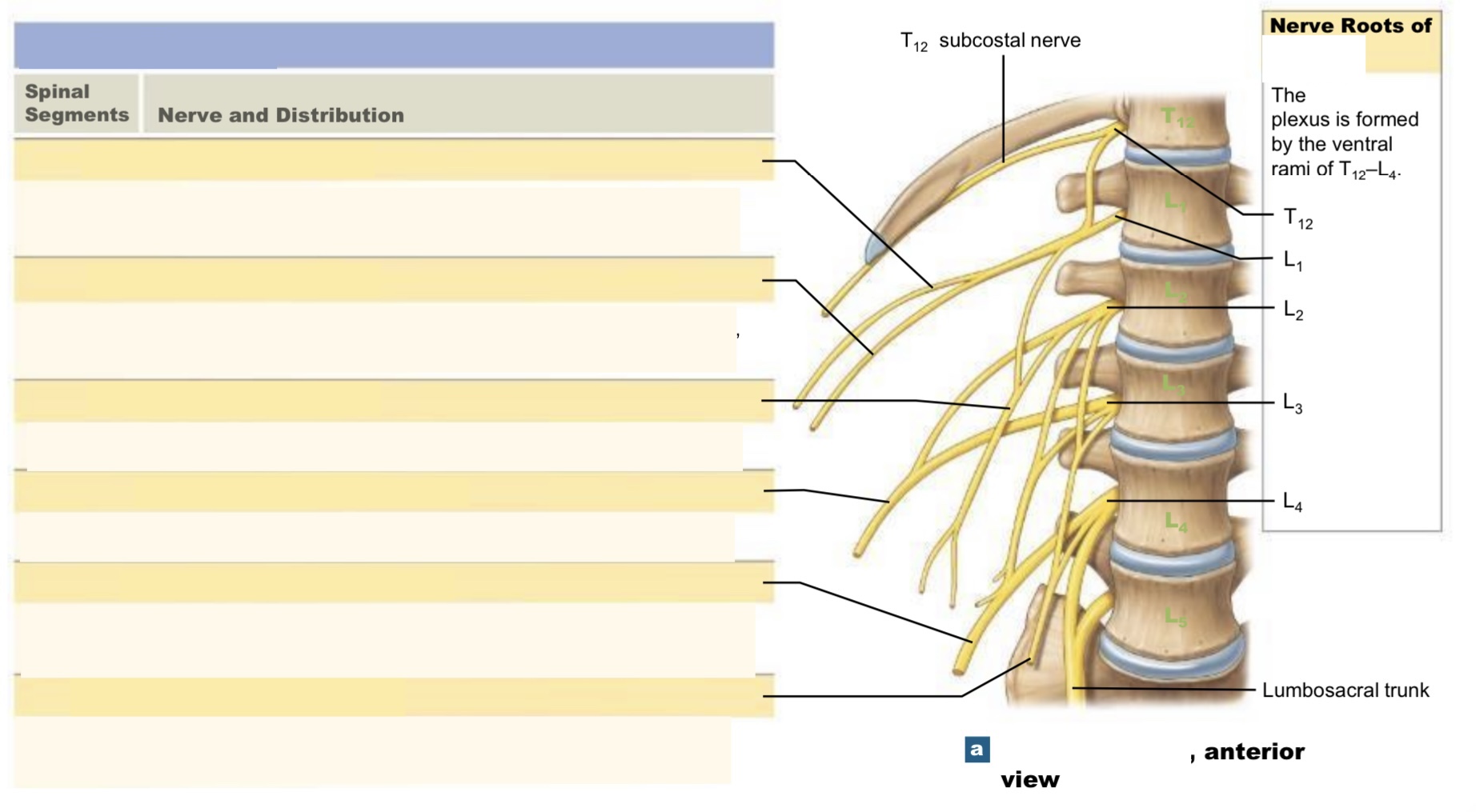 nerve plexus associated with the lumbar spinal nerves