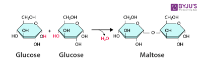 <p>builds polymers by releasing a water molecule (anabolic)</p><ul><li><p>ex: formation of maltose (glucose + glucose)</p></li></ul><p></p>