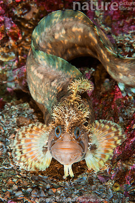 <p>What shape are the pectoral fins </p>