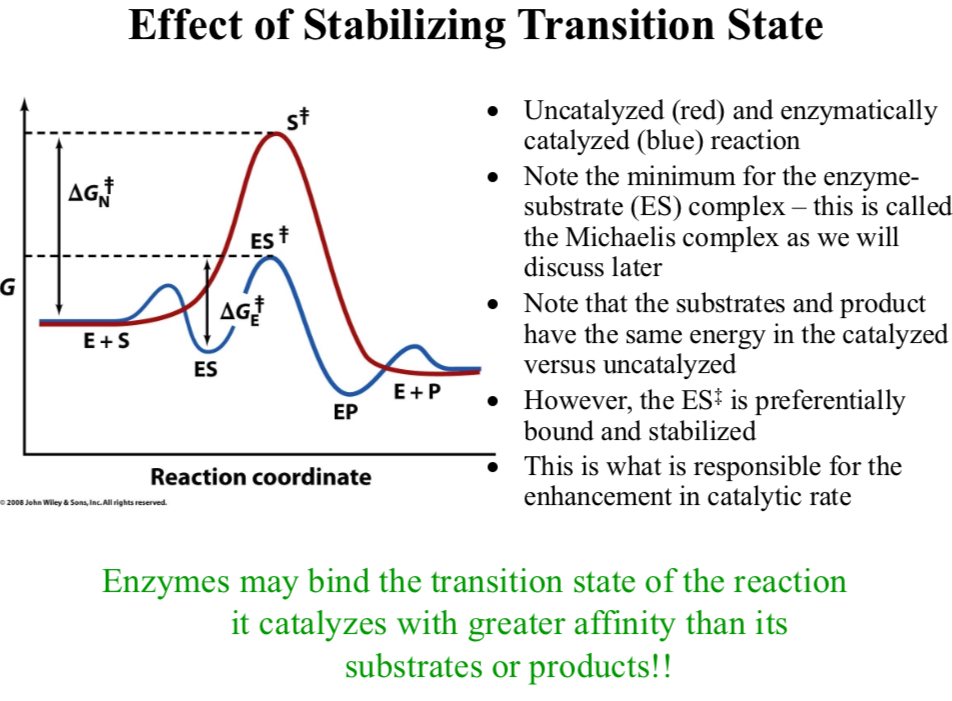 <p>Note that the substrates and product have the same energy in the catalyzed versus uncatalyzed</p>