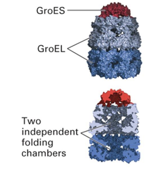 * they form folding chambers
* The chaperonin complex consists of two large subunits.
* Multiple proteins form the walls of the two GroEL or large subunits that are attached to one another at their bases. 
* Each of the tops of the chambers are alternately open or capped by a GroES or small subunit. 
* The cross‐section at the bottom illustrates that the GroEL is a hollow chamber that forms an isolation chamber or folding chamber