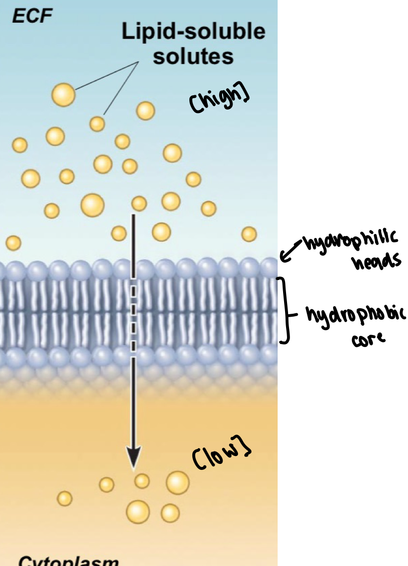 <ul><li><p>lipid soluble</p></li><li><p>solute move down concentration gradient</p></li><li><p>high <span>→ low</span></p></li><li><p><span>speed influenced by size of solutes and gradient</span></p><ul><li><p>larger difference between high and low gradient = solutes more quickly</p></li><li><p>larger solutes = slow pass through plasma membrane</p></li></ul></li></ul><p></p>