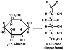 <p>Features: </p><ol><li><p>Reasonably reduced</p></li><li><p>Stored as glycogen</p></li><li><p>Hydrophilic, lots of water associated</p></li><li><p>Inefficient; 16 kJ/g (but only 6 kJ/g wet)</p></li><li><p>Low stores (300 g)</p></li><li><p>Can be used by all tissues</p></li><li><p>Brain has an obligatory requirement!</p></li><li><p>Glucose are found in the bloodstream and inside cells.</p></li><li><p>Most of the Glycogen are stored in our livers and muscles. </p></li></ol><p></p>