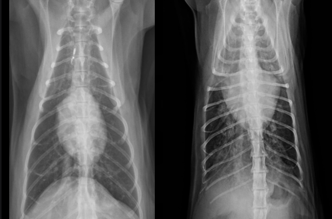 <p>What part of the heart is enlarged in this cat</p>