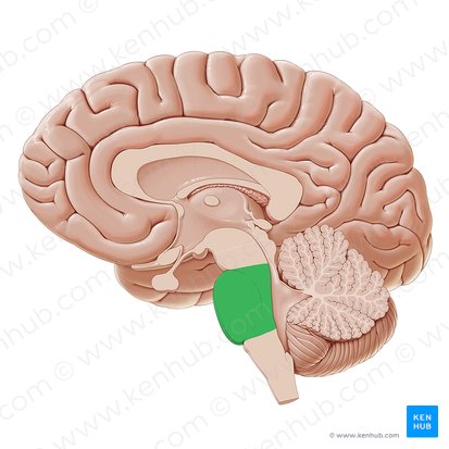 <p>Connects top brain to the bottom. Plays a part in sleeping, dreaming, left-right body coordination, and alertness. Made up of motor neurons. </p>