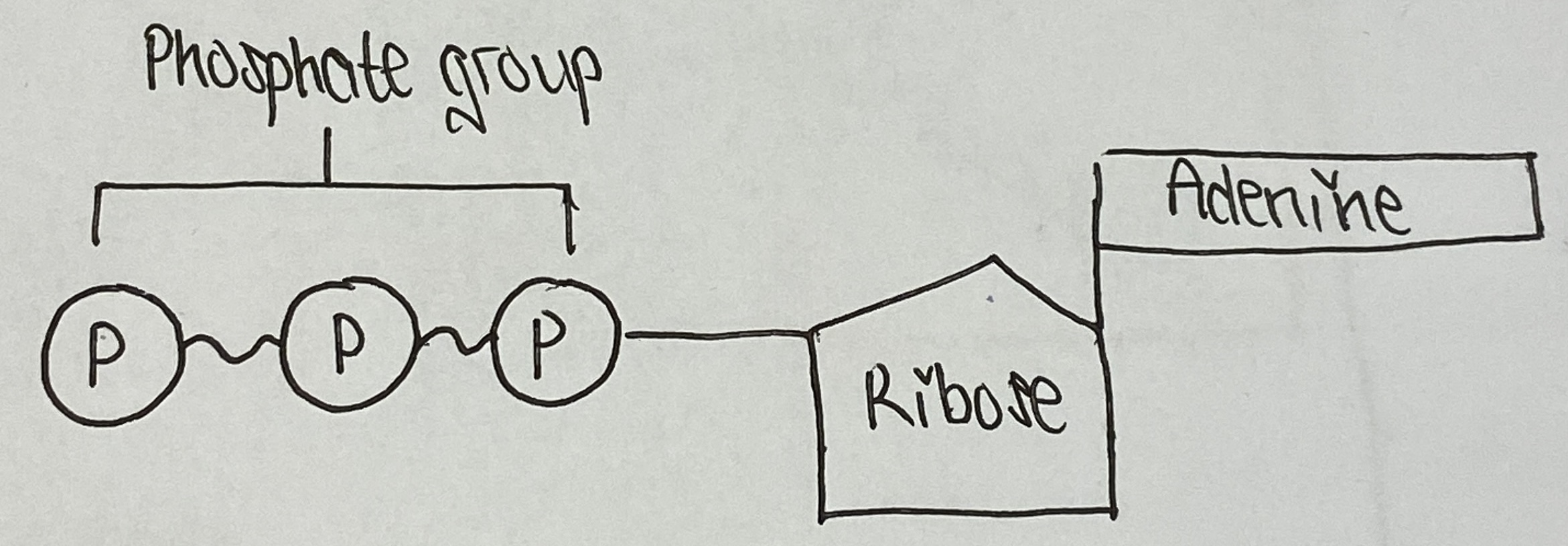 <ul><li><p>Energy transfer</p></li><li><p>Active transport </p></li><li><p>Protein pump</p></li><li><p>Muscle contraction</p></li><li><p>Building large molecules </p></li></ul>