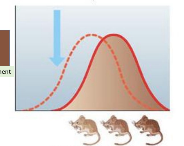 <p>population phenotype becomes more like an extreme</p><ul><li><p>shifts right or left&nbsp;</p></li></ul><p></p>