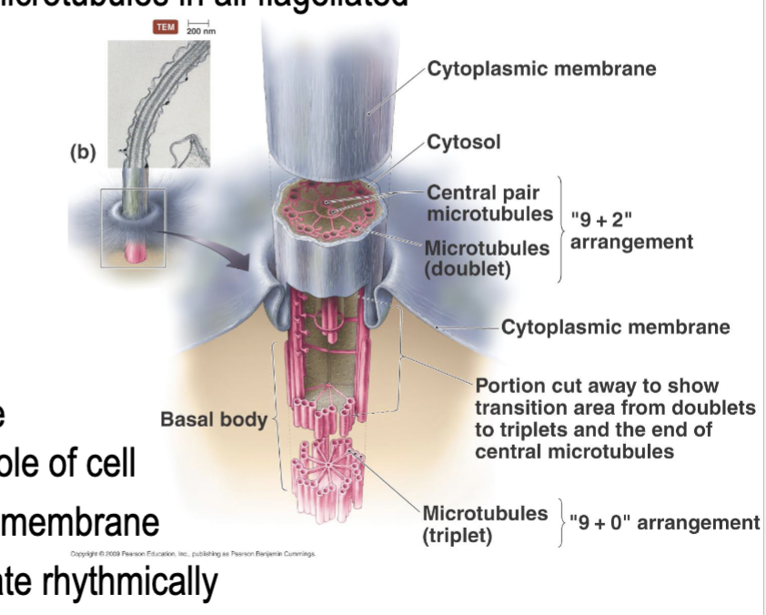 <ul><li><p>The entire flagella is covered by a cytoplasmic membrane</p></li><li><p>It is composed of tubilin proteins that are arranged as microtubules </p></li><li><p>The Shaft is arranged in a 9+2 doublet Arrangement </p></li><li><p>The Basal body/Anchor is arranged in a 9+0 Triplet Arrangement</p></li><li><p>Instead of being hooked to the cell, it is anchored without a hook</p></li><li><p>Moves by Udulate</p></li></ul><p></p>