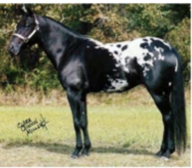 <p>What breed is this?</p>