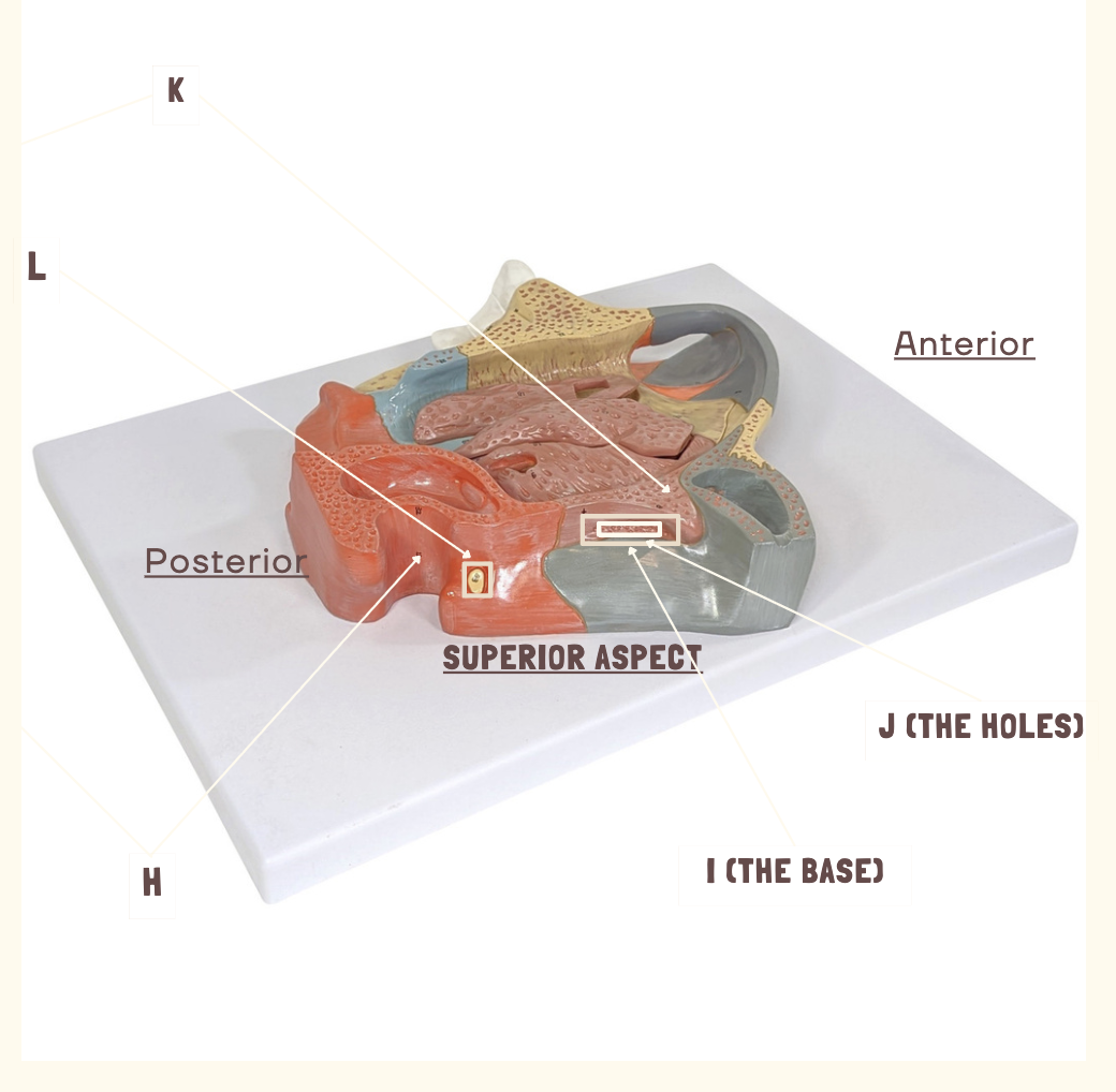 <p>Use this diagram to identify ethmoid/sphenoid bone features</p>