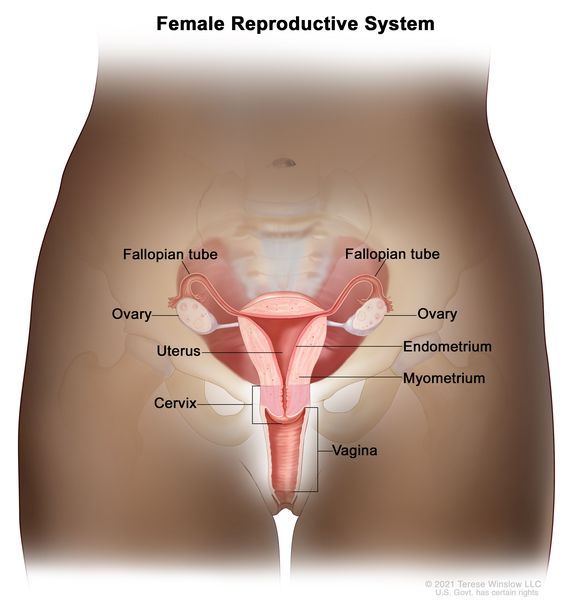 <p>When one follicle ruptures, the egg is released at the surface of the ovary (ovulation). Ciliated cells draw the egg into the oviduct. It passes through the oviduct into the uterus. Once the egg is in the oviduct, it can be fertilized by a sperm cell.</p>
