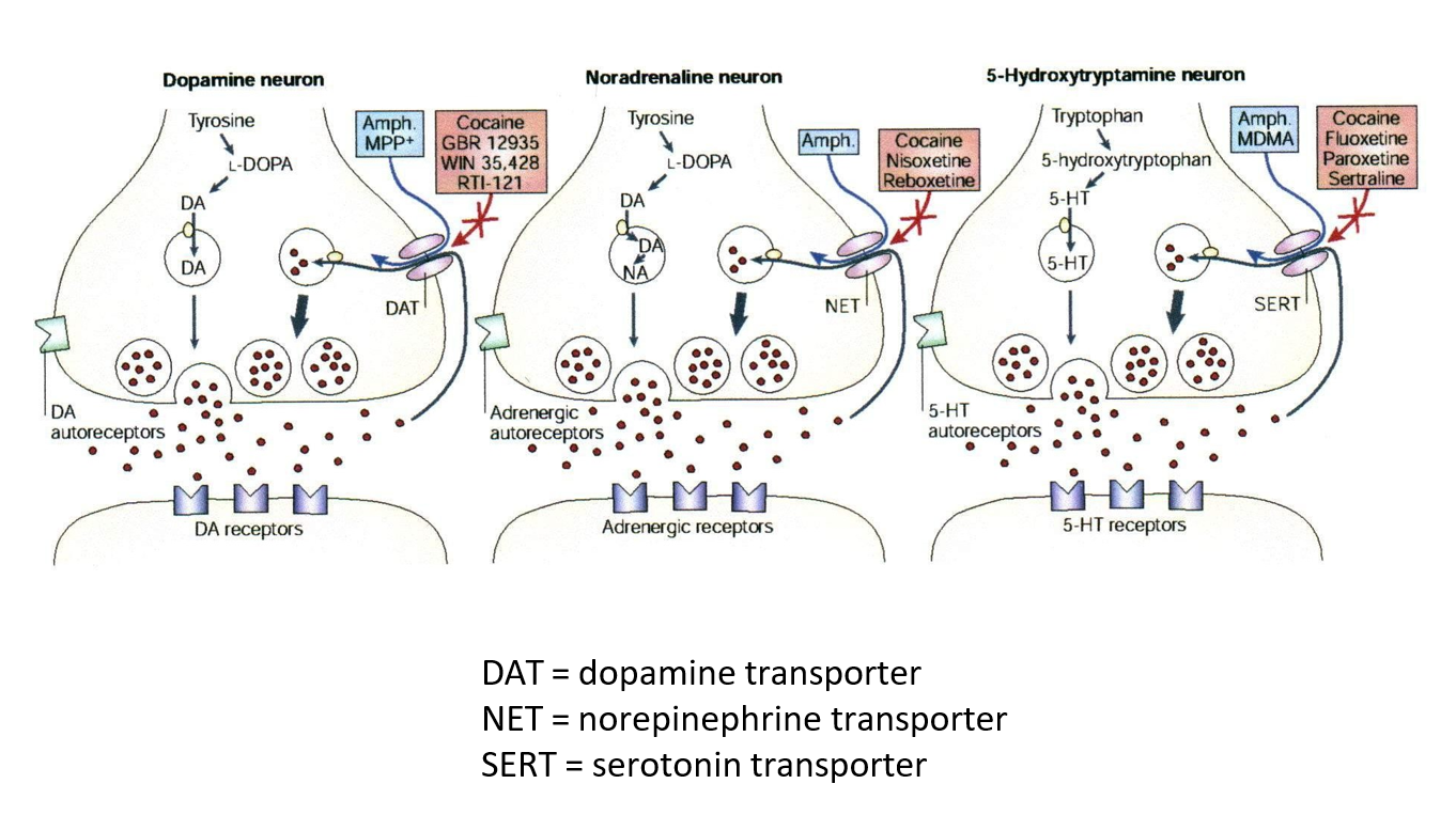<p>Eiwitten die ionen/moleculen overbrengen van één kant van celmembraan naar andere kant</p><p>I.t.t. kanalen: carriers <strong>altijd gesloten aan één kant</strong> & <strong>verandering in eiwitstructuur noodzakelijk</strong> om transport naar andere kant van membraan toe te laten</p><ul><li><p>ionkanalen: toe of open → ion passeert</p></li><li><p>carrier functioneert als lift</p></li></ul><p>Carriers/transporters voor: ionen, glucose, aminozuren, NT…</p><p>Moleculen die interfereren → accumulatie van substraat in specifieke biologische compartimenten</p><ul><li><p><em>vb. psychostimulantia, SSRI</em></p></li></ul><p></p>