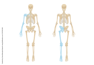 <p>upper extremities and lower extremities</p>