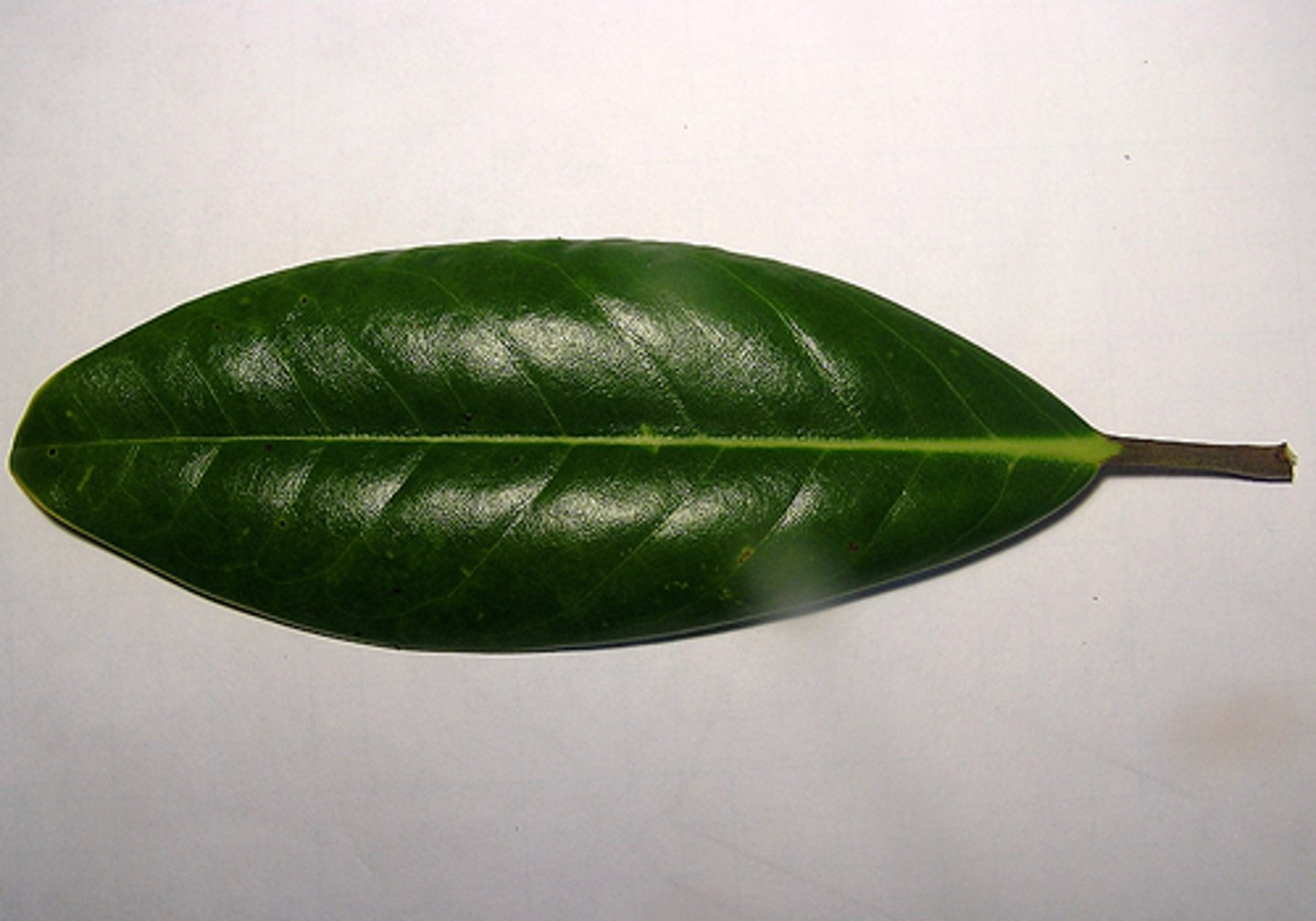 <p>smooth leaf margin</p>