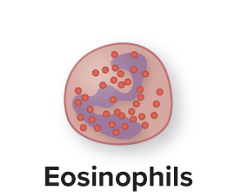 <p>active in protozoal, helminth, and inflammatory reactions</p>