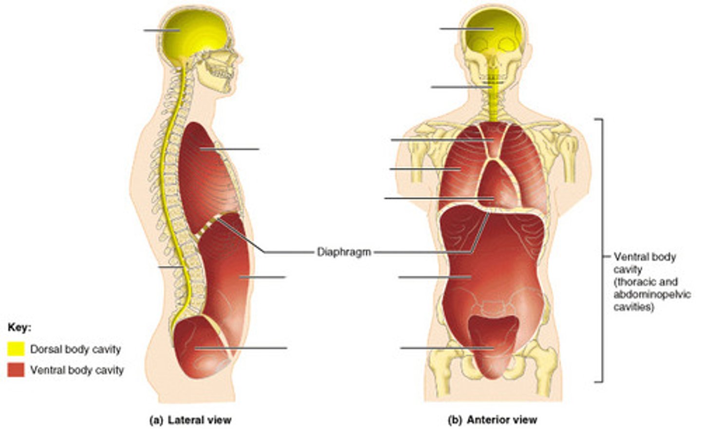 <p>thoracic and abdominopelvic cavity</p><p>located along the front of the body, contains the body organs that sustain homeostasis</p>