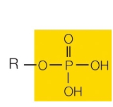<p>What functional group is this?</p>
