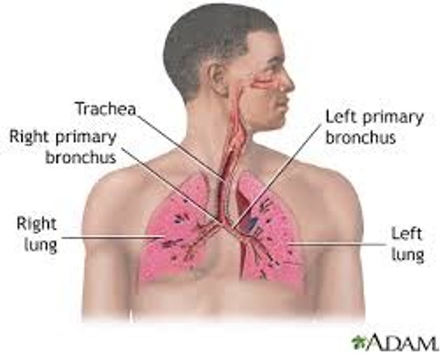 <p>Consists of nose, pharynx, larynx, trachea, bronchi, lungs<br>--&gt; Function: absorption of oxygen, discharge of carbon dioxide, acid-base balance, speech</p>