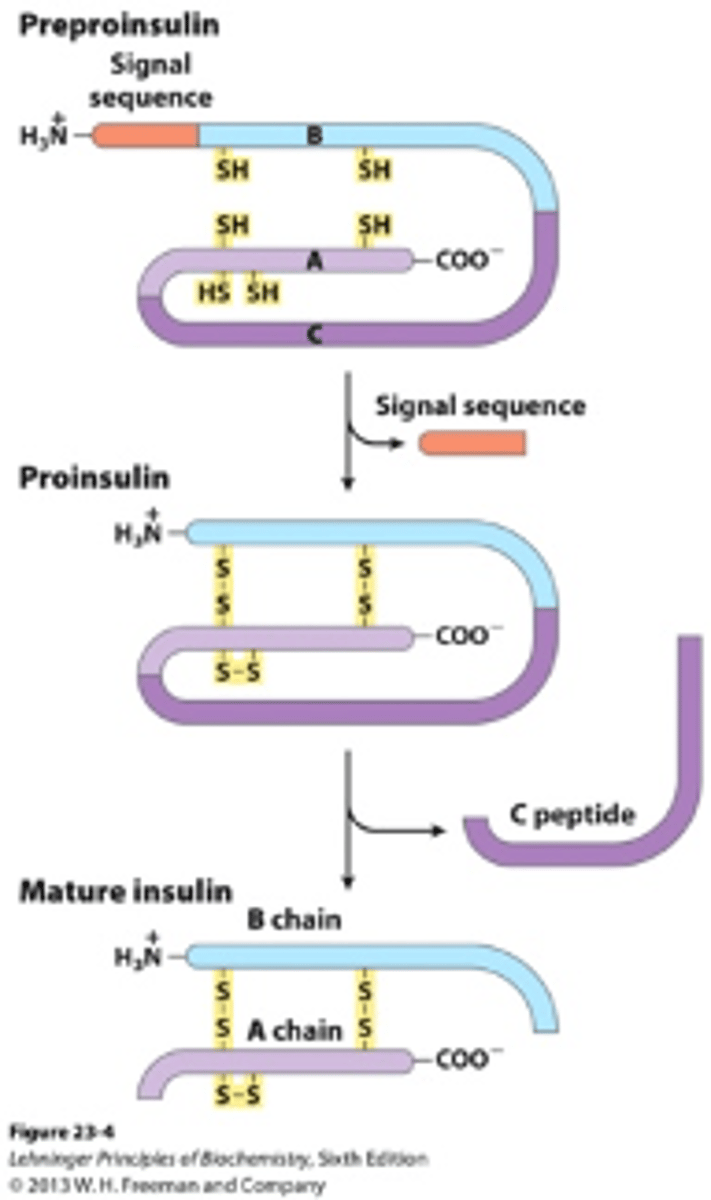 <p>cleave the C-peptide from proinsulin to form mature insulin</p>