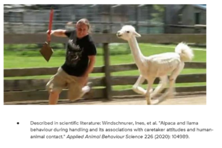 <p>Aberrant behavior syndrome/Berserk llama syndrome </p>