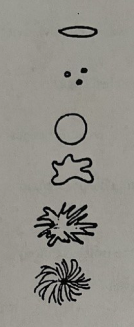 <p>top to bottom, label the <u>form </u>of isolated colony</p>