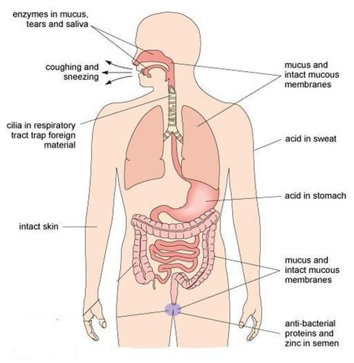 <p>Physical protective barriers, including skin and mucous membranes, that prevent pathogens from entering the body.</p>