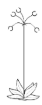 <p>Corymbs inflorescence</p>