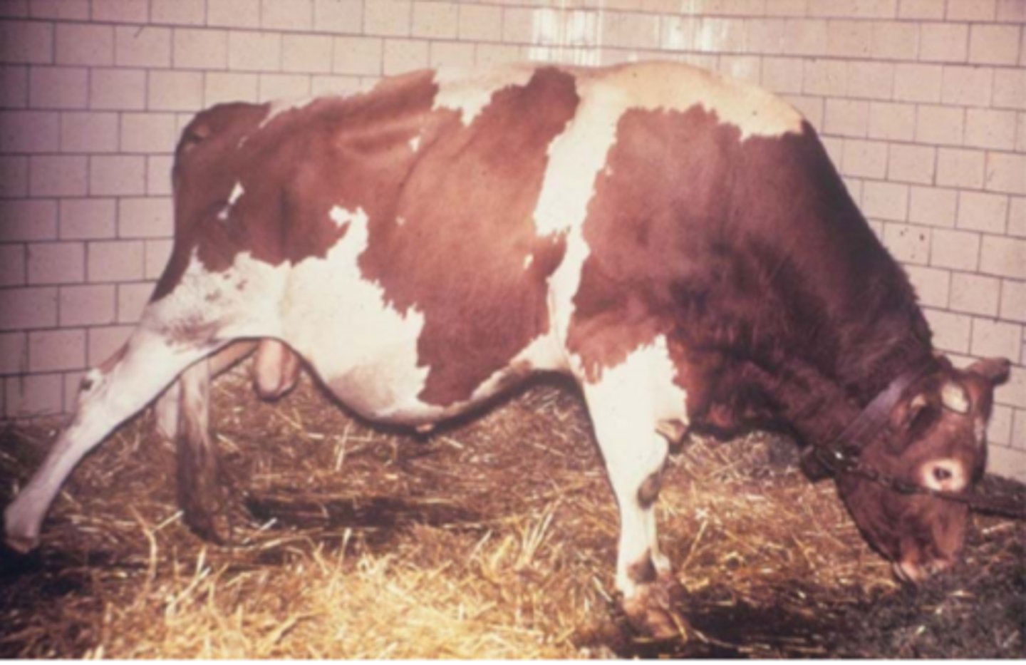 <p>inherited periodic spasticity or ____________________ is an autosomal recessive trait that causes episodes where the legs are held in rigid extension.</p>