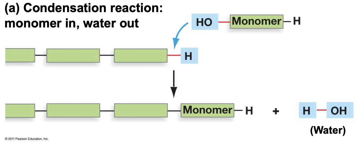 <ul><li><p>Occurs through a condensation reaction (monomer in water out), anabolic (requires energy)</p></li><li><p>Releases one water molecule with each monomer added, forming a covalent bond</p></li><li><p>Ex. DNA replication, protein synthesis, making of starch</p></li></ul>