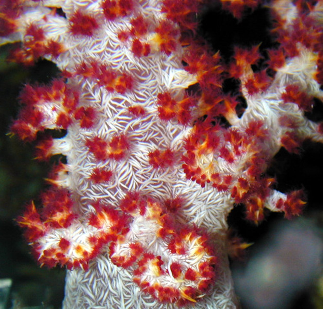 <p>the symbiotic algae in the reef-forming corals tissue</p><p>----------------</p><p>FEATURES:</p><p>- can obtain 90% of its energy from the carbon produced by the symbiotic algae through photosynthesis</p>