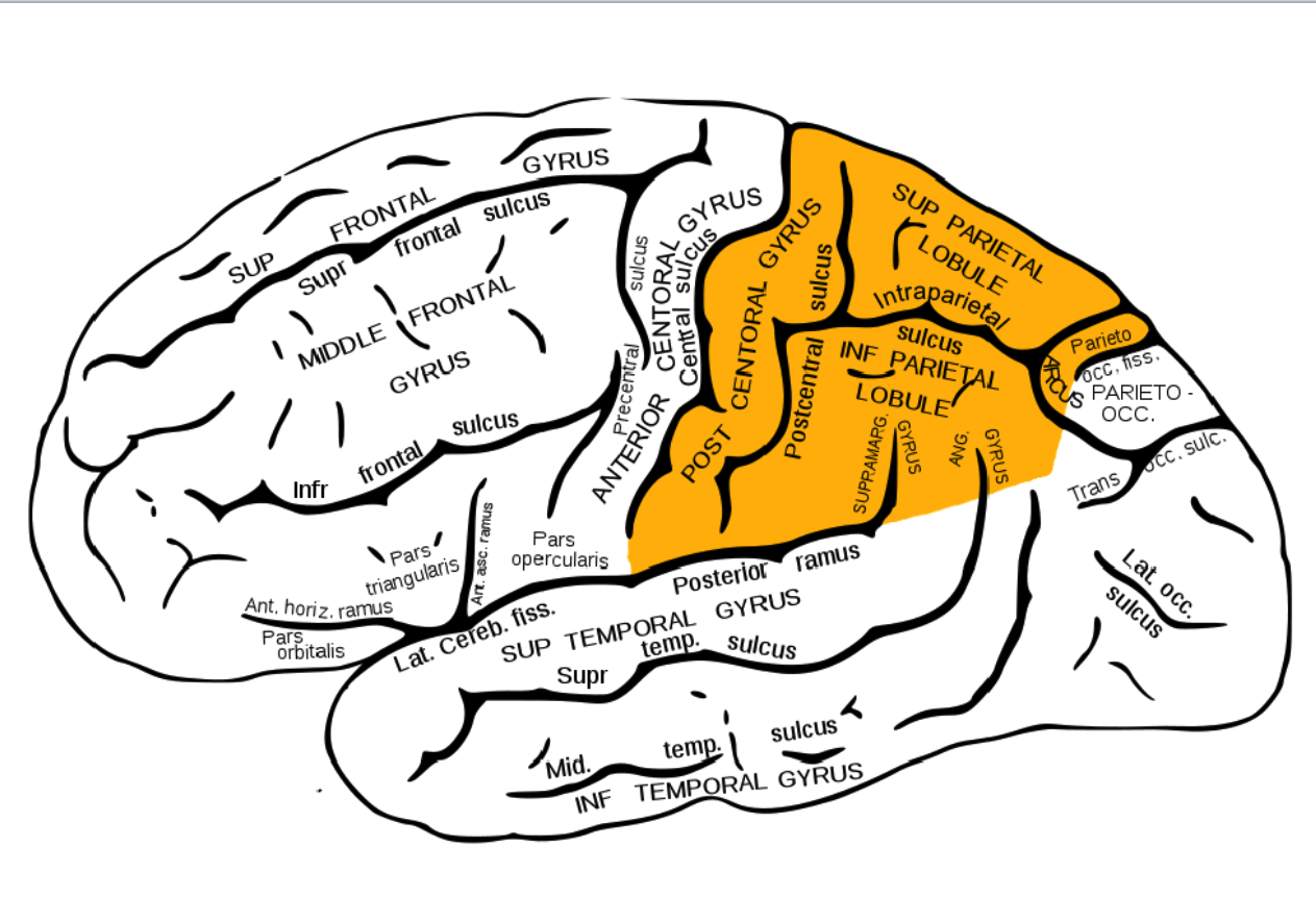 <p> located in the post-central gyrus responsible for processing sensory information from the body.</p>