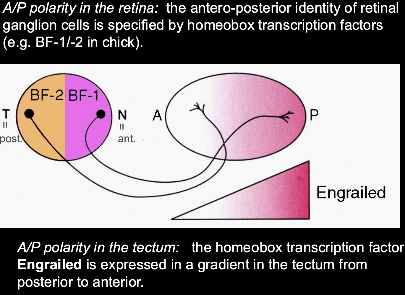 <ol><li><p>Expression of homeobox transciption factors in <strong>non-overlapping domains</strong></p><ul><li><p>BF-1 and BF-2 </p></li></ul></li><li><p>These confer some positional information to <strong>retinal ganglion cells</strong> in the Antero-posterior axis</p></li></ol><p></p>