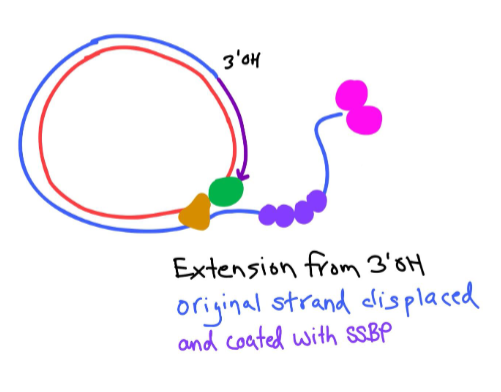 <p>The DNA Pol III begins extension starting at the 3’ hydroxyl end, and begins to displace the original strand.</p><p>There are ssbp’s on the displaced original strand to prevent reannealing.</p><p>We fully replace the original strand with a new strand.</p><p></p>