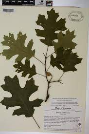 <p>Quercus velutina</p>