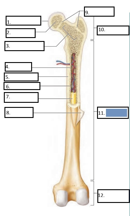 <p>11</p>