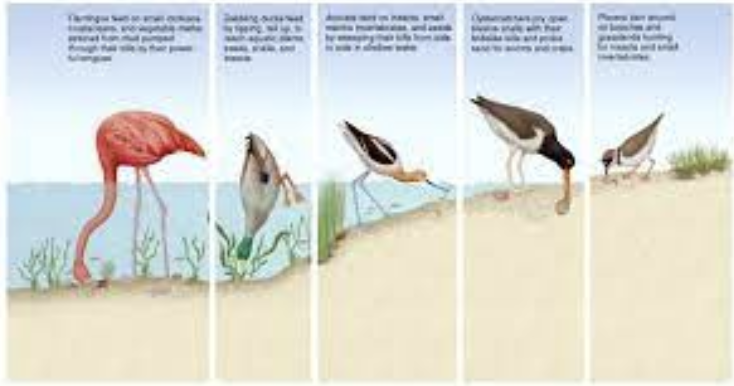 <p>competition for resources can be intraspecific or interspecific. The <strong>competitive exclusion principle</strong> states that no two species can coexist in exactly the same niche. So competition can lead to <strong>Niche partitioning</strong>. In the picture you can see that each bird occupies a slightly different niche</p>