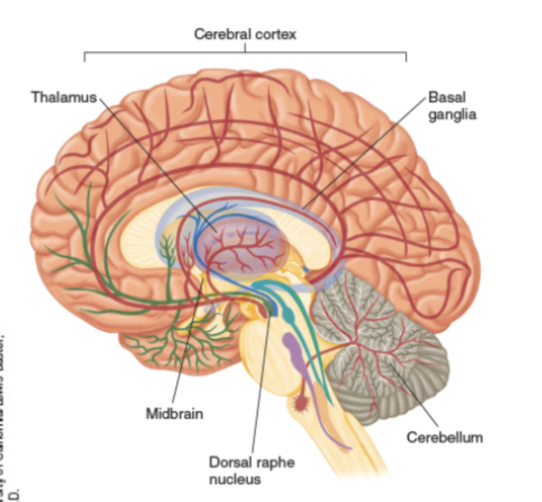 <p><span>influences many of our behaviors, including regulation of <strong>mood, behavior, </strong>and <strong>thought processes</strong></span></p><p><br></p><ul><li><p><span>Low levels of serotonin are associated with impulsivity</span></p><ul><li><p><span>Aggression, suicide, overeating, and obsessive sexual behaviors</span></p></li></ul></li><li><p><span>Selective serotonin reuptake inhibitors (SSRIs) affect the serotonin system</span></p></li><li><p><span>SSRIs are used to treat anxiety, mood, and eating disorders</span></p></li></ul><p></p>